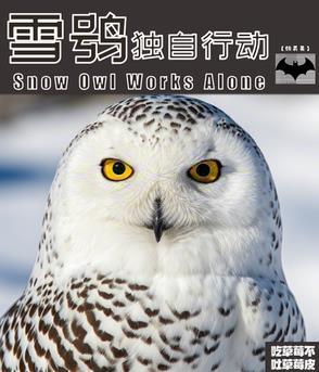 【综英美】雪鸮独自行动